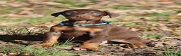 Doberman Pinscher dogs for sale: Hunter - Ad 2