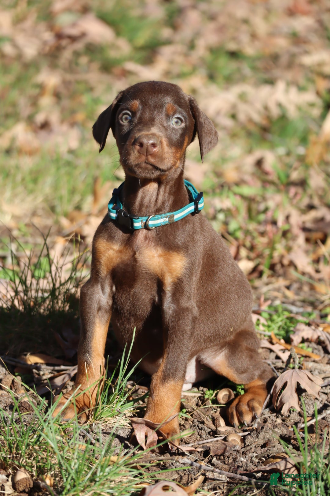 Doberman Pinscher dogs for sale: Hunter - Ad 2