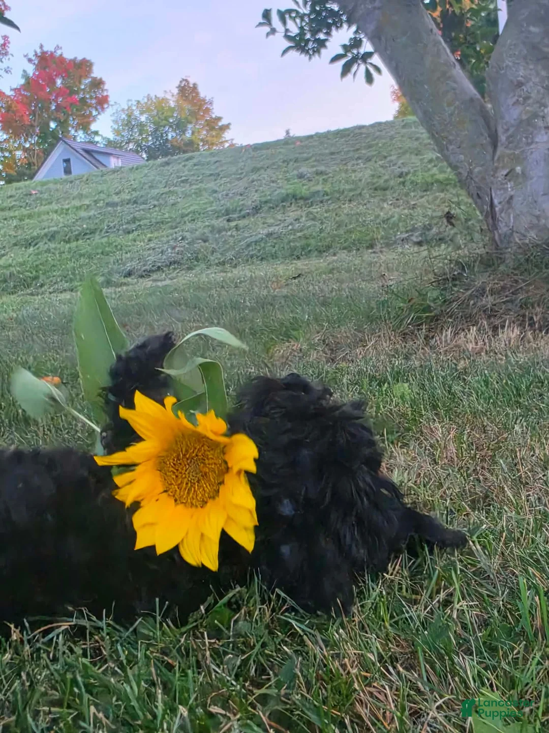 Yorkiepoo dogs for sale: Sailor - Ad 1