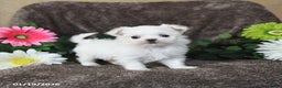 Maltese dogs for sale: Gloria - Ad 3