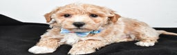 Maltipoo dogs for sale: Jeff - Ad 6