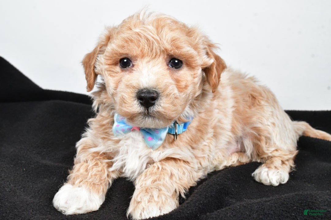 Maltipoo dogs for sale: Jeff - Ad 6