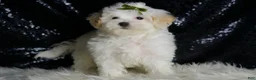 Maltipoo dogs for sale: Chunky - Ad 3