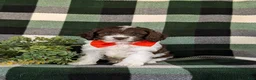 Cockapoo dogs for sale: Favio - Ad 1