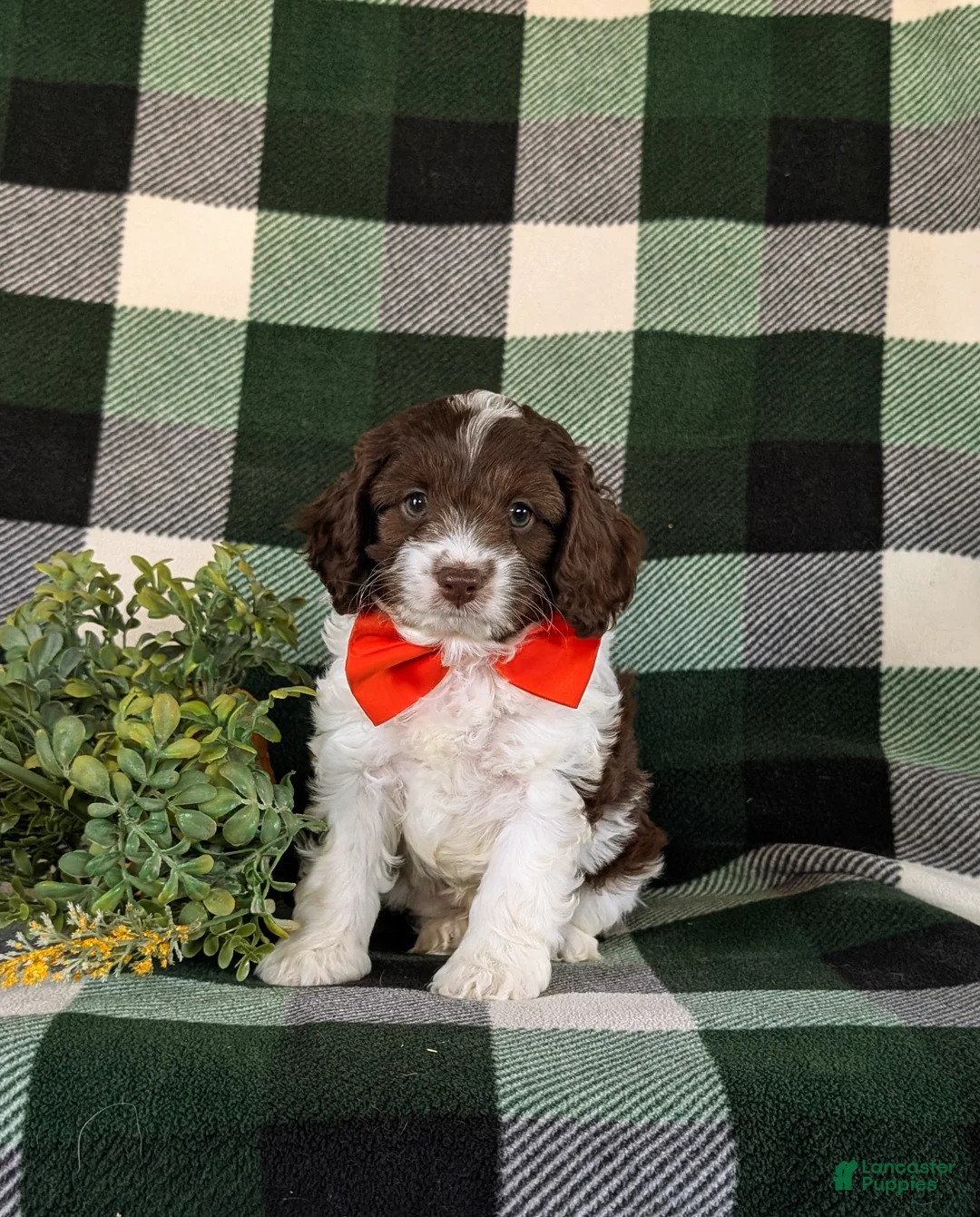 Cockapoo dogs for sale: Favio - Ad 1