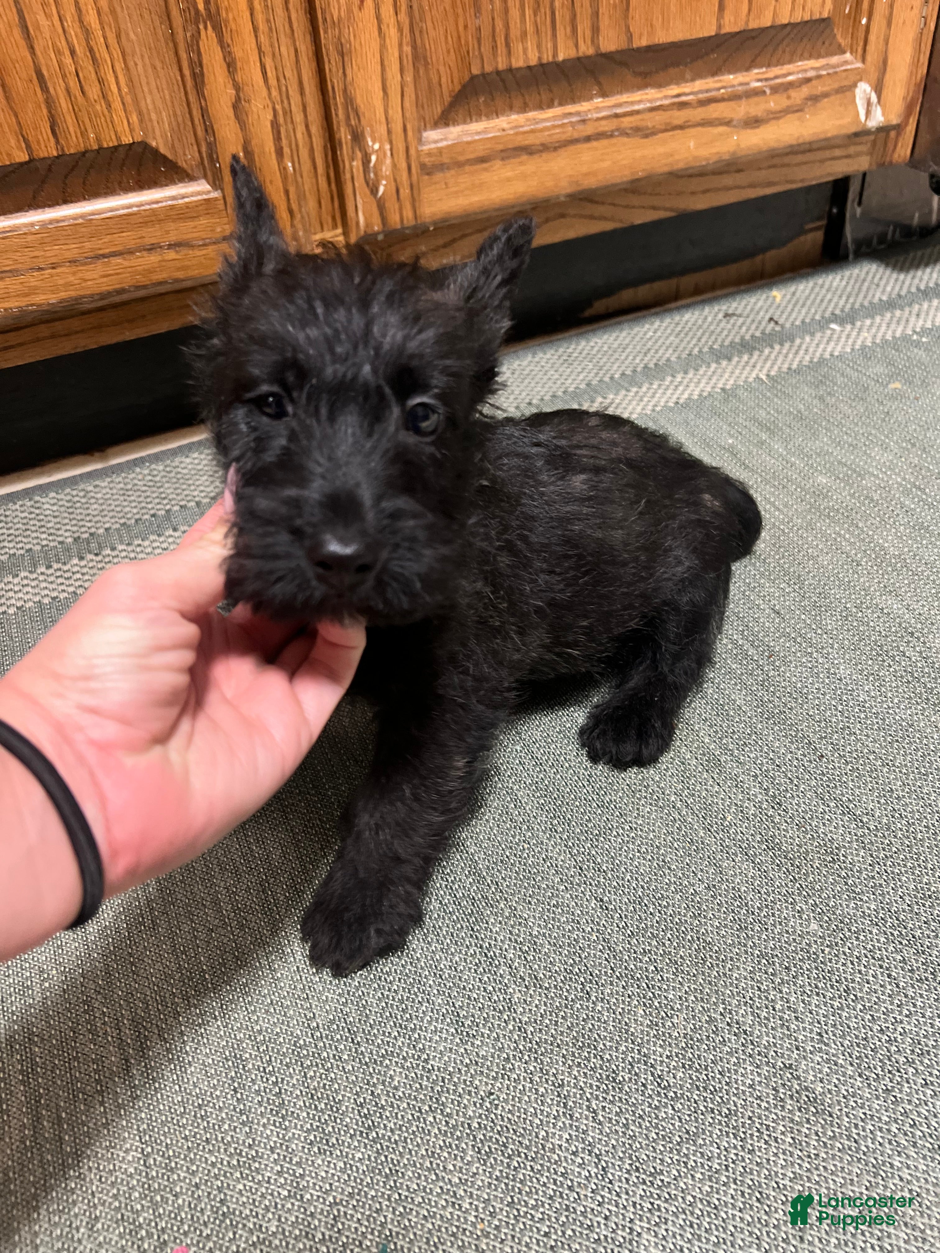 Scottish Terrier dogs for sale: Scottish Terrier 1 - Ad 1