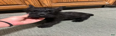 Scottish Terrier 1