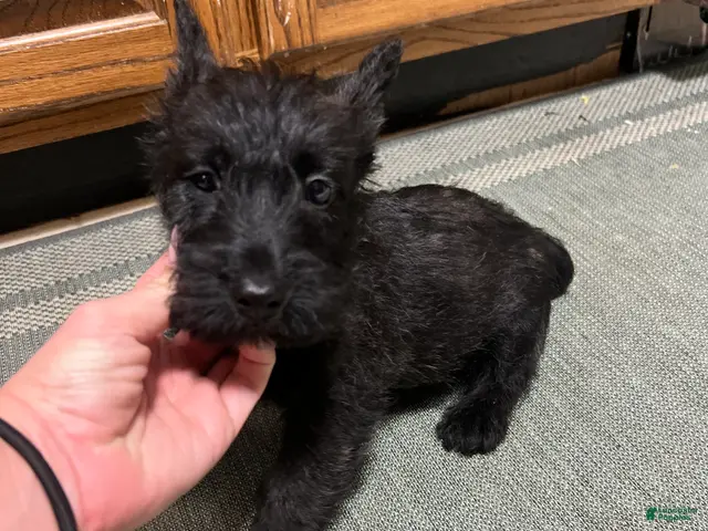 Scottish Terrier dogs for sale: Scottish Terrier 1 - Ad 1