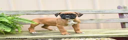 Boxer dogs for sale: Hershey - Ad 1