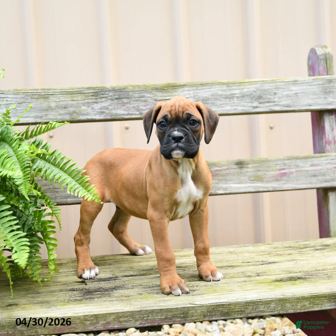 Boxer dogs for sale: Hershey - Ad 1
