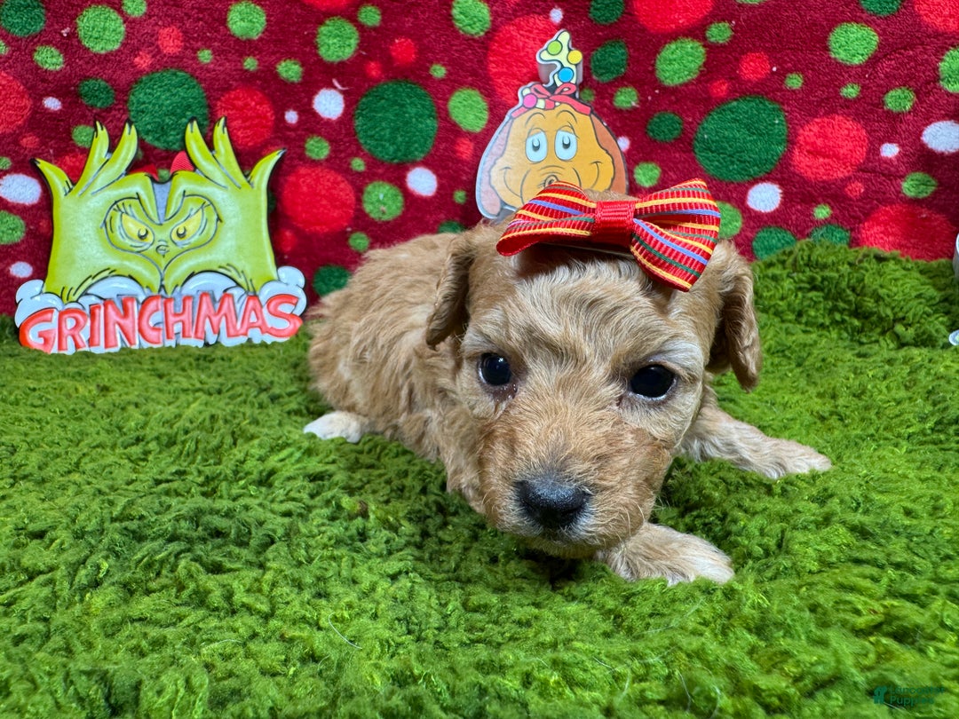 Toy Poodle dogs for sale: Toy Poodle Puppy 4 - Ad 3