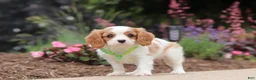 Cavalier King Charles Spaniel dogs for sale: Kobe - Ad 2
