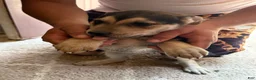 Mixed Breed dogs for sale: Puppy 3 - Ad 6