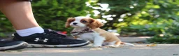 Cavalier King Charles Spaniel dogs for sale: Gus - Ad 10