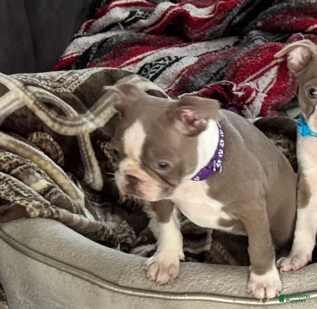 Boston Terrier dogs for sale: Mouse - Ad 1
