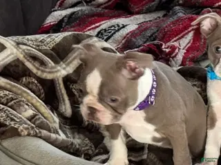 Boston Terrier dogs Mouse - Ad 37