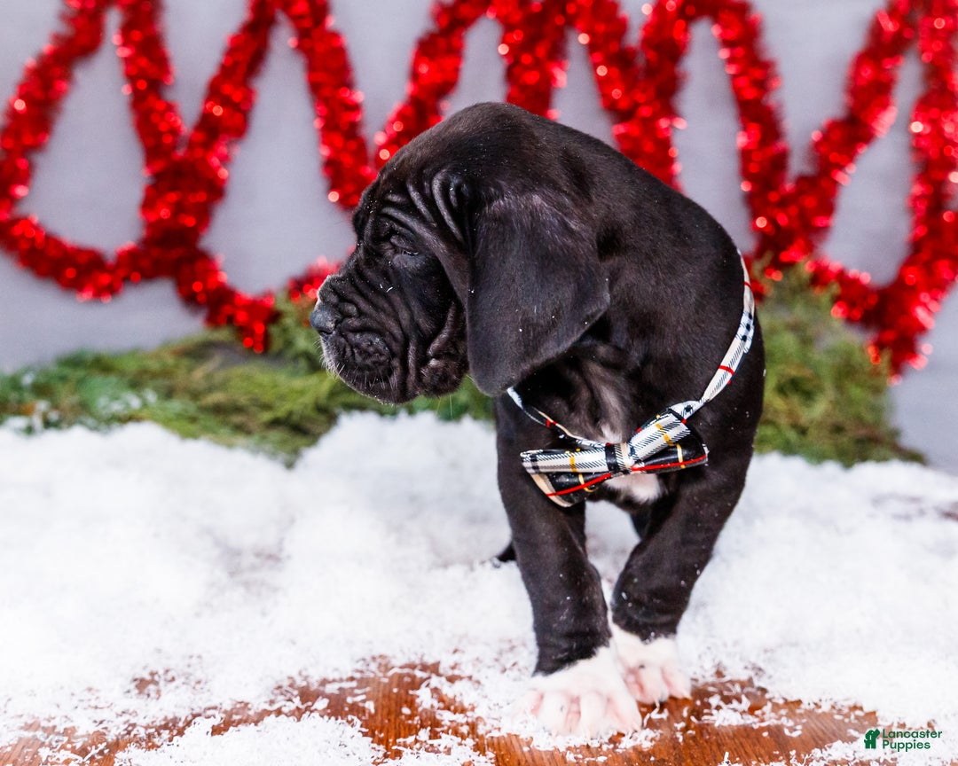 Great Dane dogs for sale: Noel - Ad 8