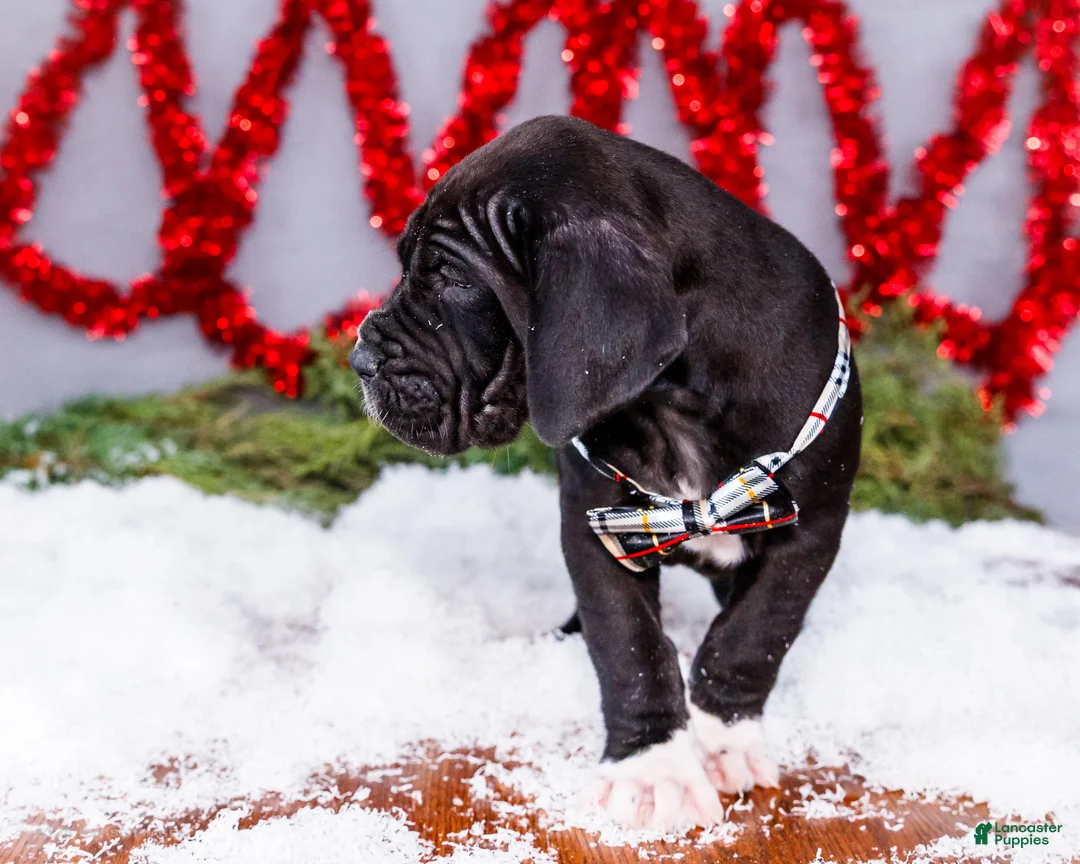 Great Dane dogs for sale: Noel - Ad 17