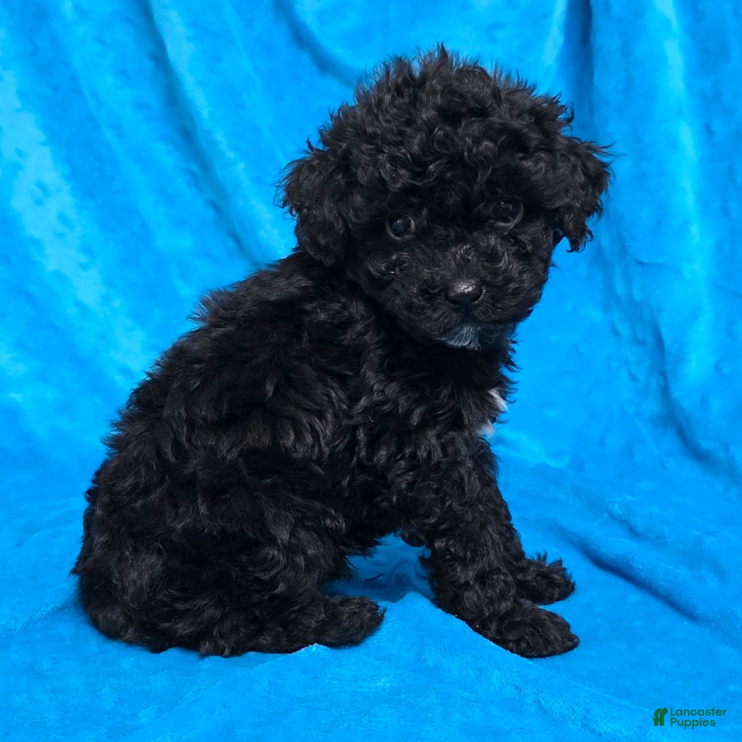 Mixed Breed dogs for sale: Dixon - Ad 3