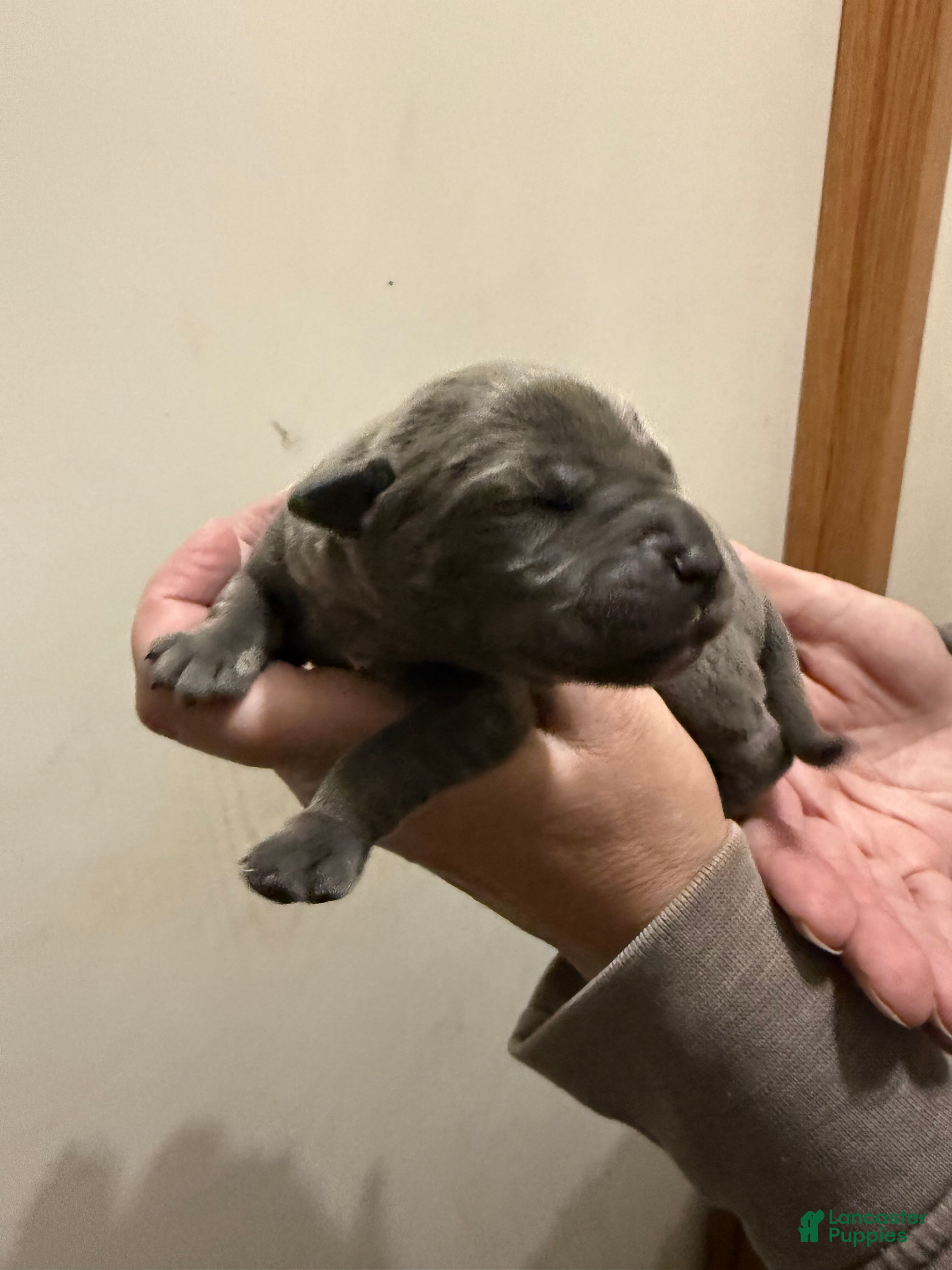 Cane Corso dogs Cane Corso Puppy 5 Daisy Mae - Ad 41
