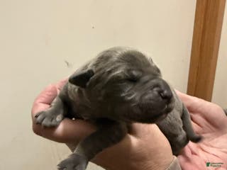 Cane Corso dogs Cane Corso Puppy 5 Daisy Mae - Ad 41