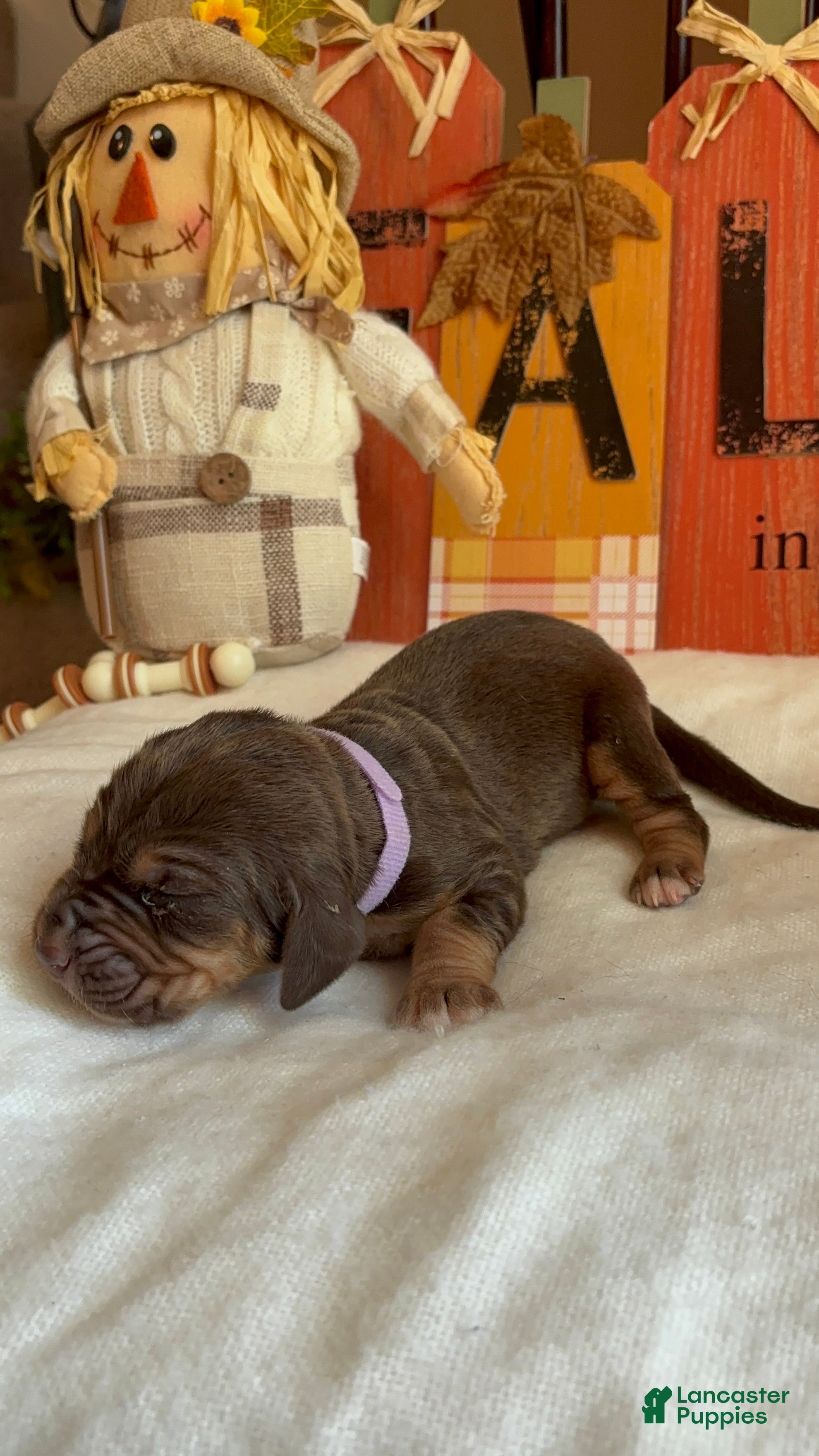 Bloodhound dogs Purple collar female - Ad 2