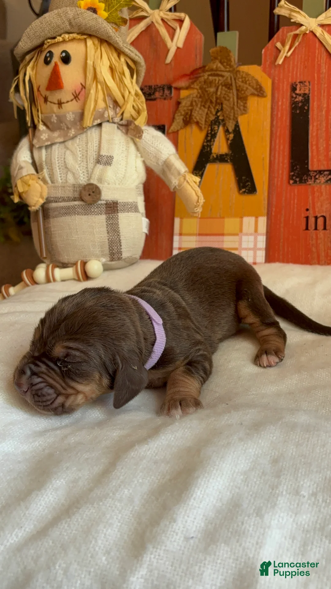 Bloodhound dogs for sale: Purple collar female - Ad 2