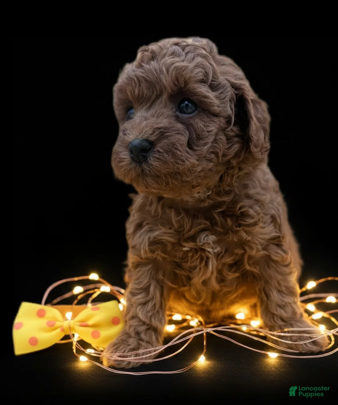 Toy Poodle dogs for sale: Toy Poodle Puppy 4 - Ad 22