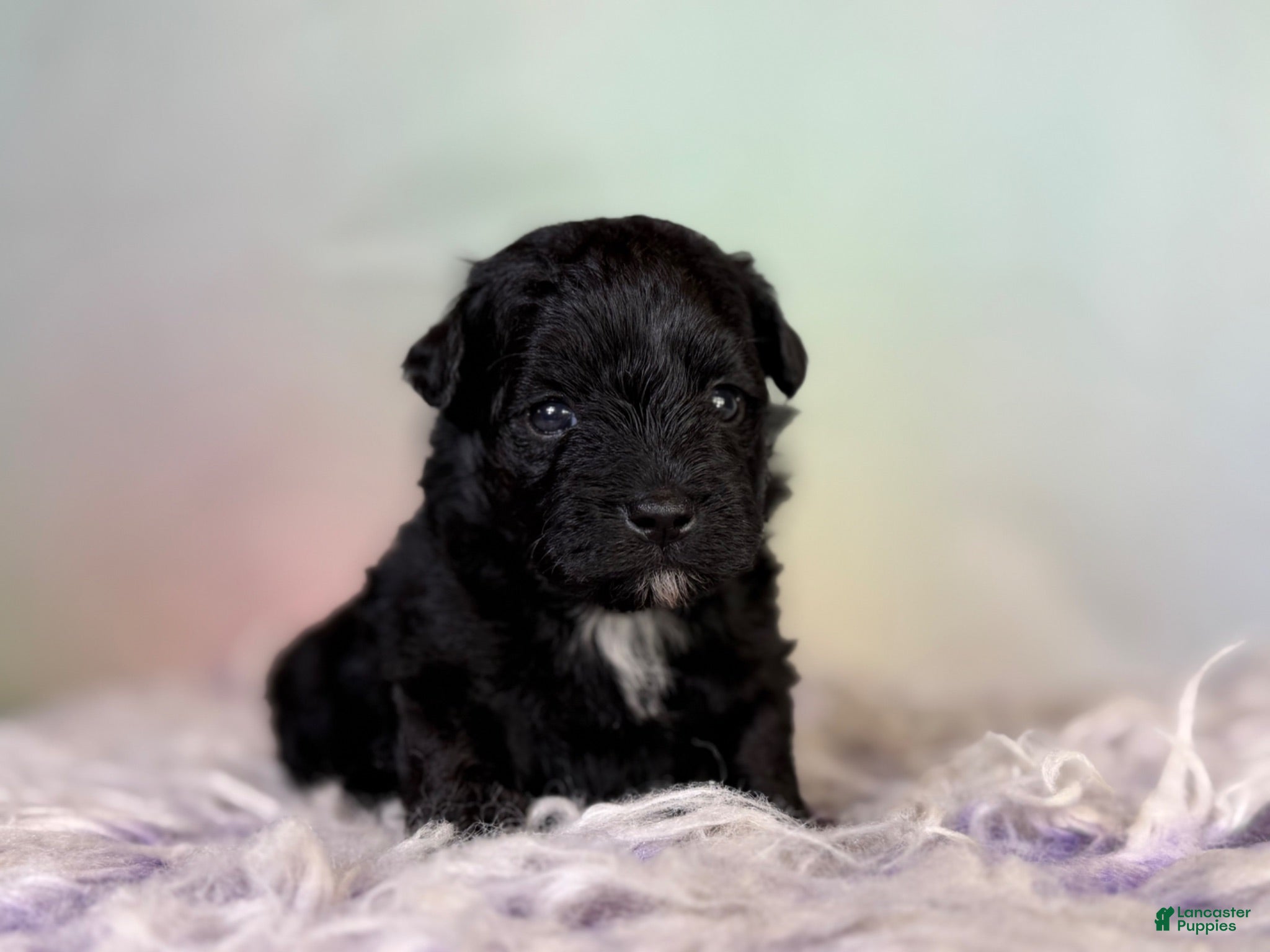 Schnoodle dogs Panther  - Ad 2