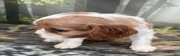 Cockalier dogs for sale: Cockalier 4 - Ad 4