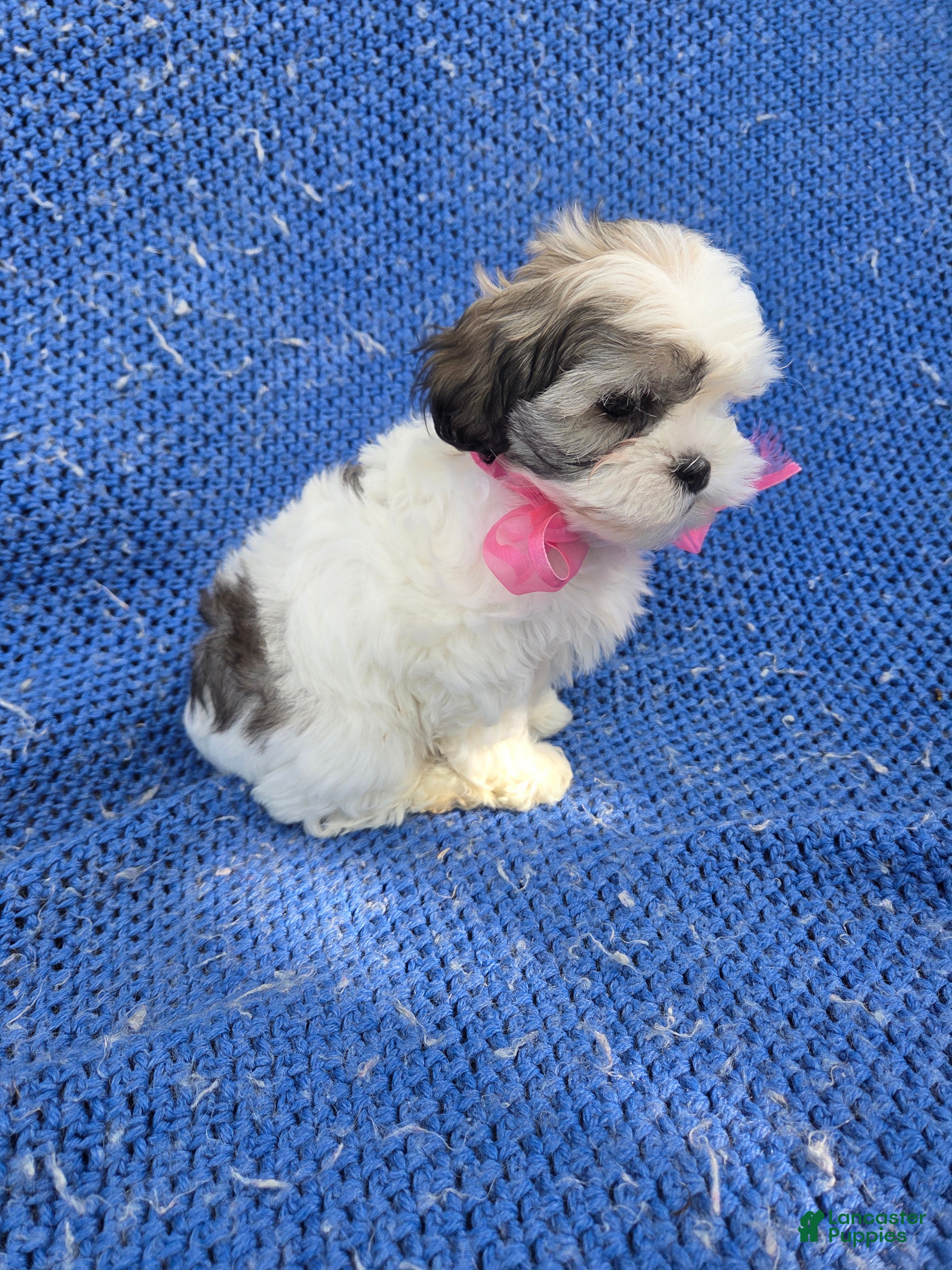 Malshi dogs Jackie  - Ad 2