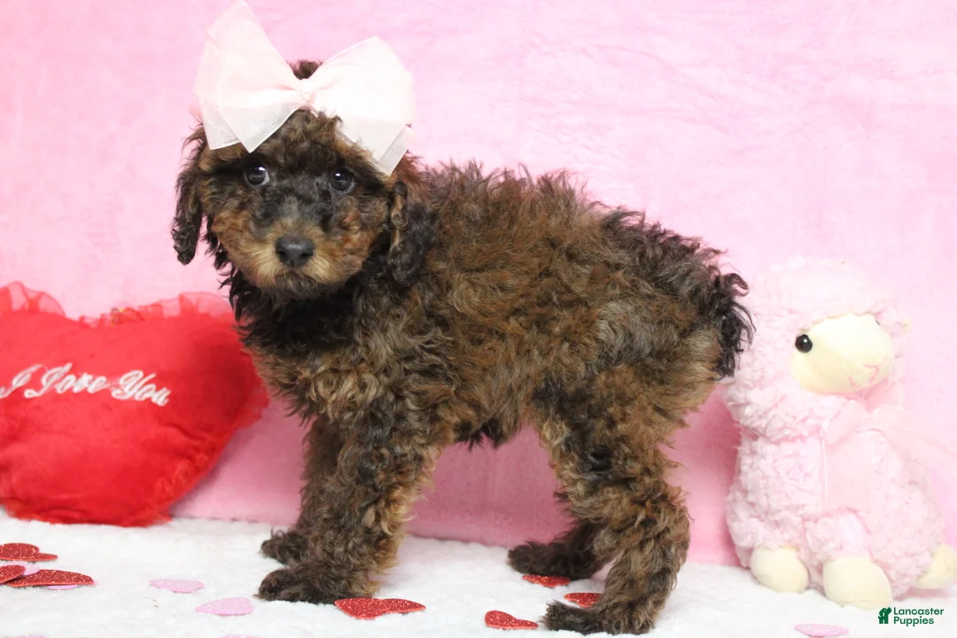 Toy Poodle dogs for sale: Sardonyx - Ad 4