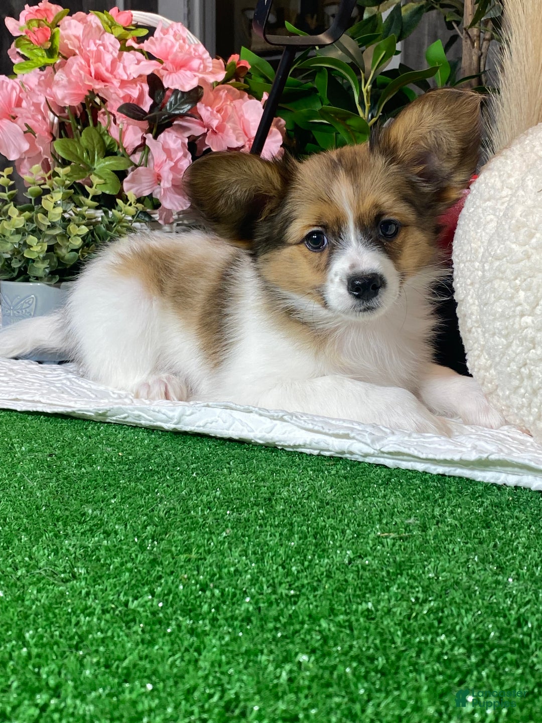 Papillon dogs for sale: Ricky  - Ad 1