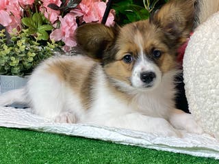 Papillon dogs Ricky - Ad 42