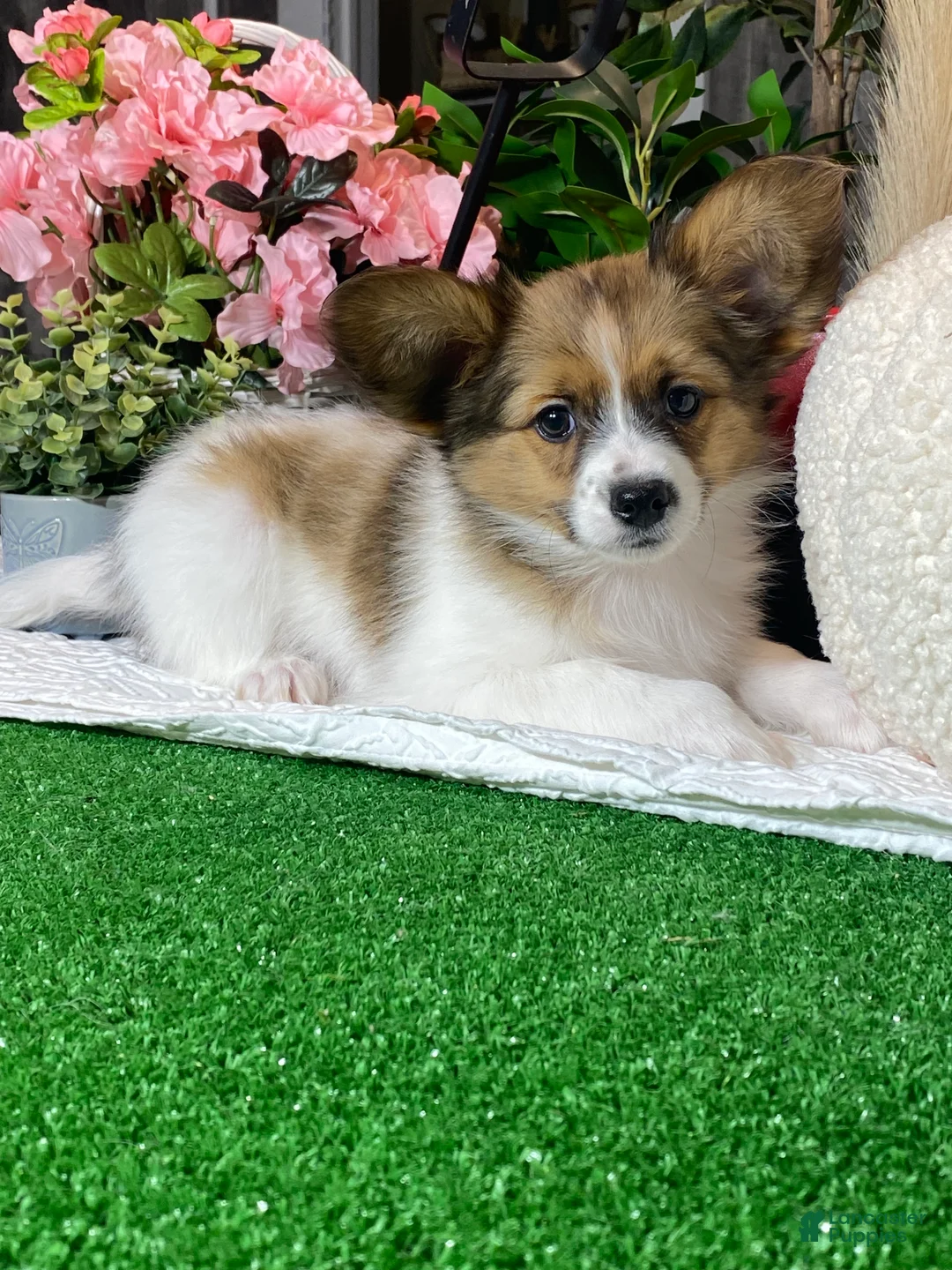 Papillon dogs for sale: Ricky  - Ad 1