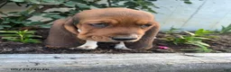 Basset Hound dogs for sale: Jasper - Ad 5