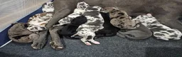 Great Dane dogs for sale: Blue Harlequin - Ad 7