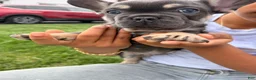 French Bulldog dogs for sale: French Bulldog Puppy  - Ad 3