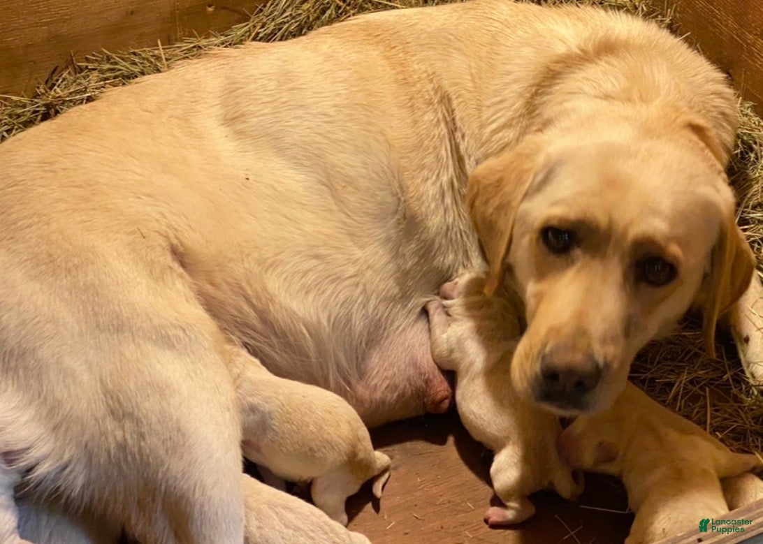 Labrador Retriever dogs Labrador Retriever 6 - Ad 2