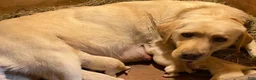 Labrador Retriever dogs for sale: Labrador Retriever 6 - Ad 2