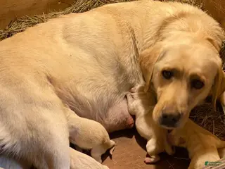 Labrador Retriever dogs Labrador Retriever 6 - Ad 2