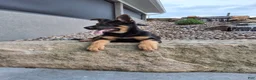 German Shepherd dogs for sale: Karl - Ad 6