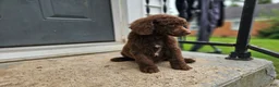 Standard Poodle dogs for sale: Jim Halpert - Ad 5