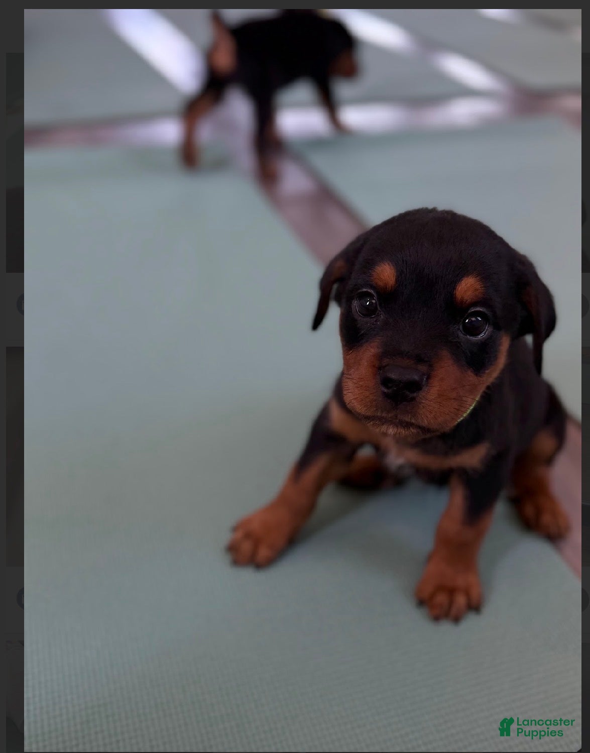 Rottweiler dogs Rottweiler lime green - Ad 11