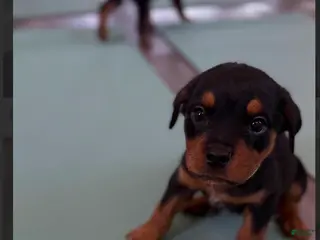 Rottweiler dogs Rottweiler lime green - Ad 11