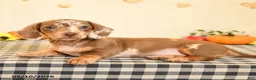 Miniature Dachshund dogs for sale: Mavis - Ad 5