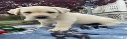 Labrador Retriever dogs for sale: Ivory - Ad 4