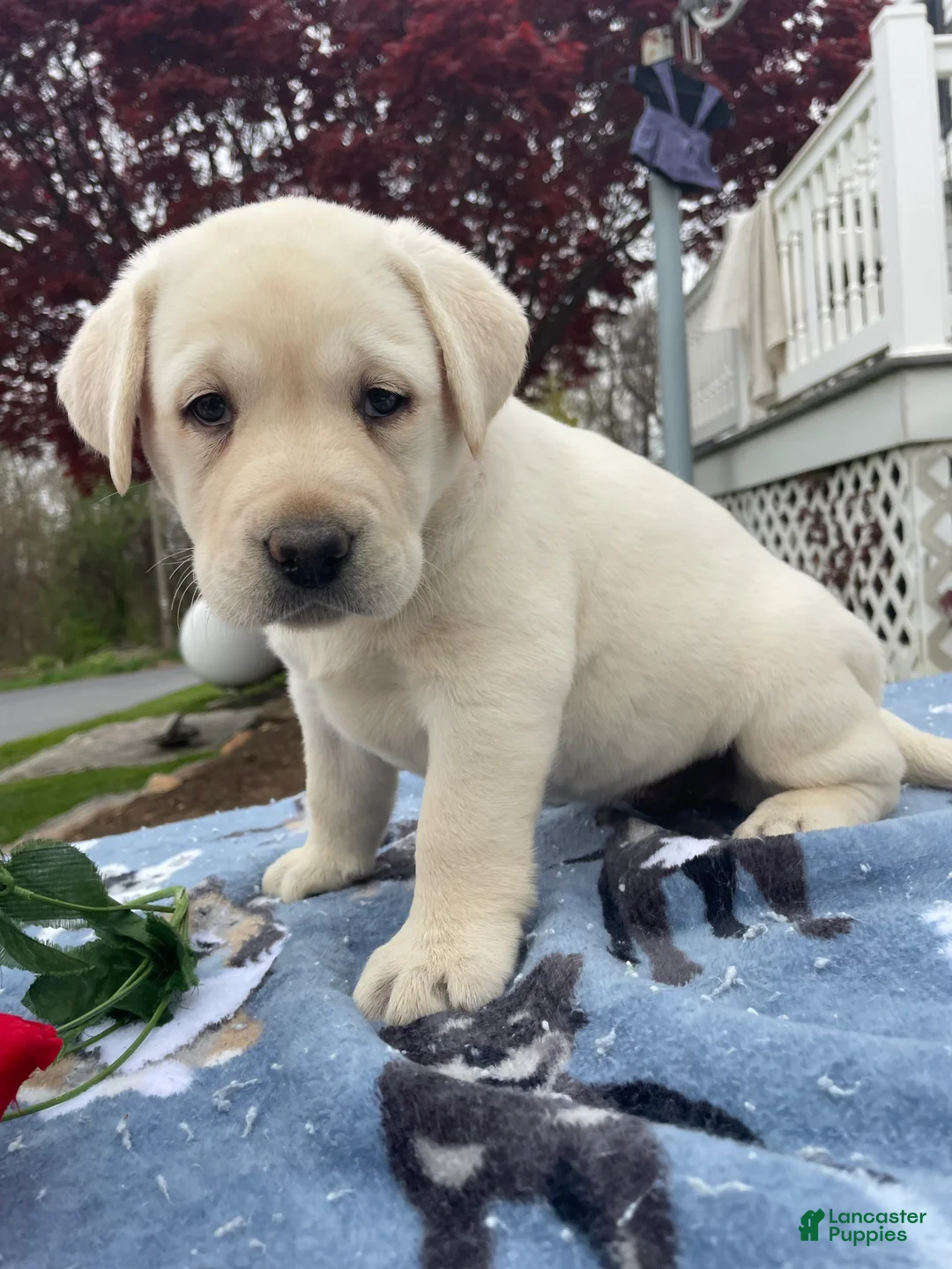 Labrador Retriever dogs for sale: Ivory - Ad 4