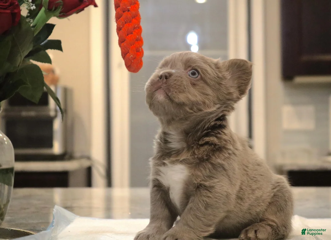 French Bulldog dogs for sale: Teddy bear - Ad 2