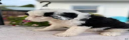 Sheepadoodle dogs for sale: Dolly - Ad 3